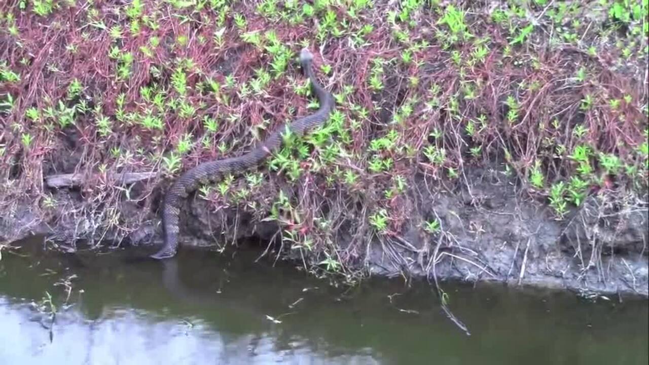 one-of-north-carolina-s-largest-cottonmouths-seen-near-coast-raleigh