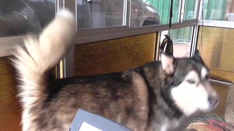 Husky's dogwatching. Wolf says its more interesting.