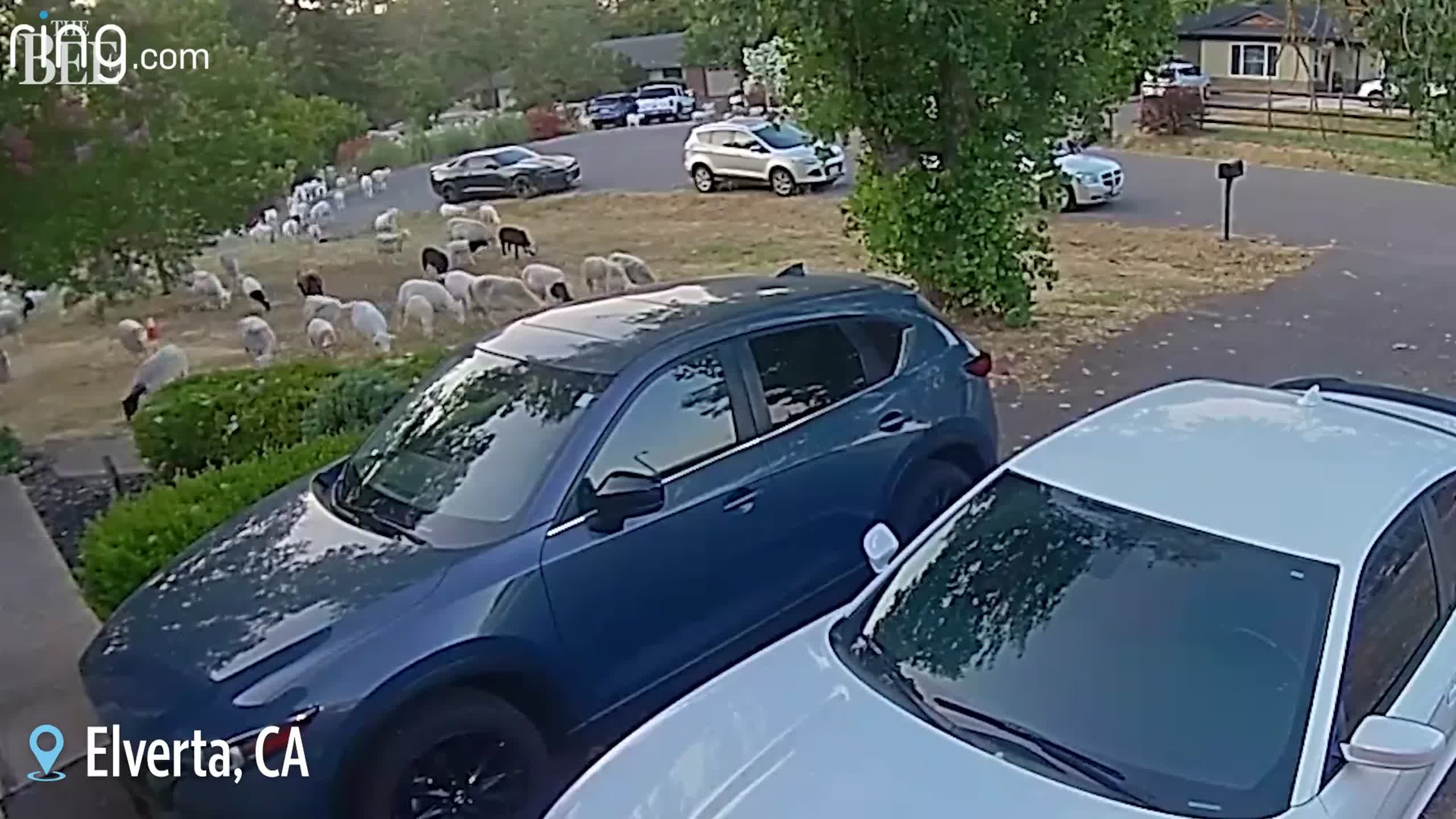 Sheep invade Sacramento area neighborhood, video shows Sacramento Bee