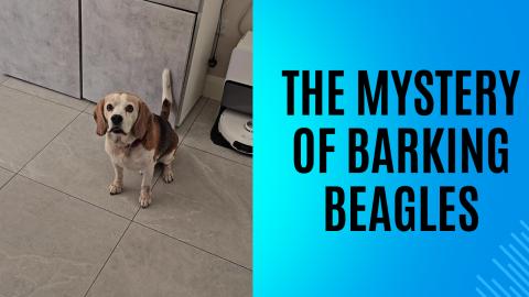 The mystery of barking beagles