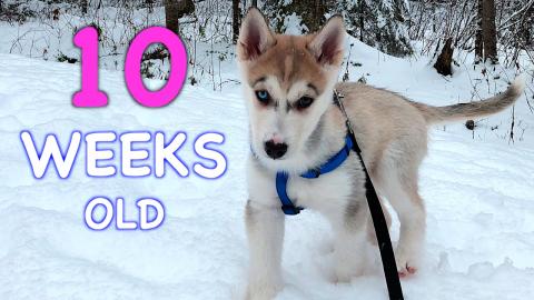 10 Weeks Old Siberian Husky Puppy: Day by Day | Funny Dog...