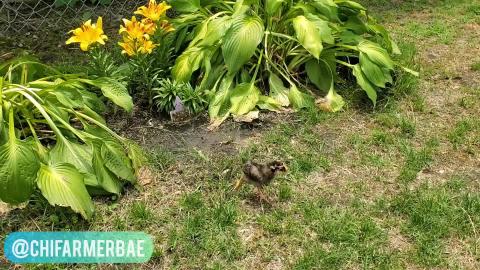 Meet My Chickie Babies! | First Time Free Range On The Fa...