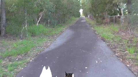 Cemetery walk with a Malamute and Husky