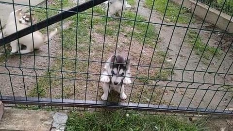 Husky puppies 