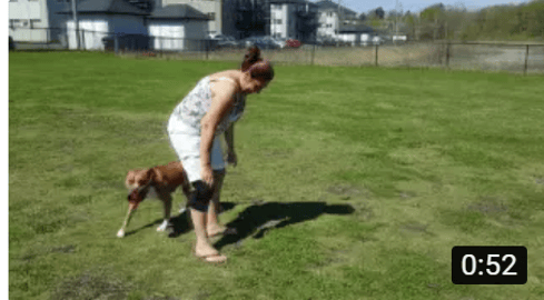 WOW THIS DOG CAN JUMP (pitbull)