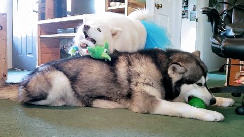 Husky & Malamute Squeaking & Shaking Their Toys