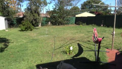 Doves nesting, Husky scares them & peach flower