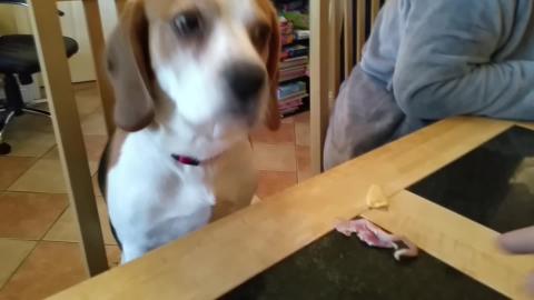 Picky Dog Wants to Eat Only From the Plate
