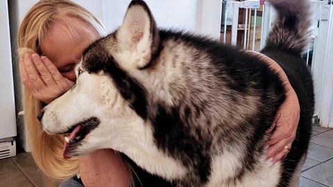 Malamute Gets Jealous After Meeting A Belgian Tervuren Th...