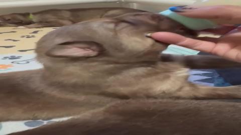 Meet Zeus Our New Born Alaskan Malamute Puppy