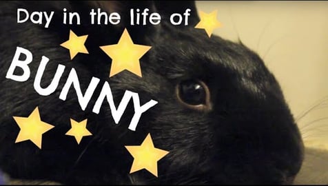 Day in the Life of Bunny