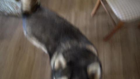 Wolf the Husky tells me he wants his dinner