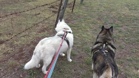 Husky's boyfriends Golden Retriever & Husky, but no bull