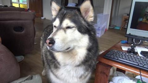 Husky boy singing his own song- go for it boyo