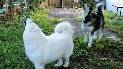 Malamute & Husky Find Chicken Hanging In Tree! They Find ...