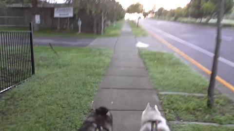 Husky & Malamute want to go for a run