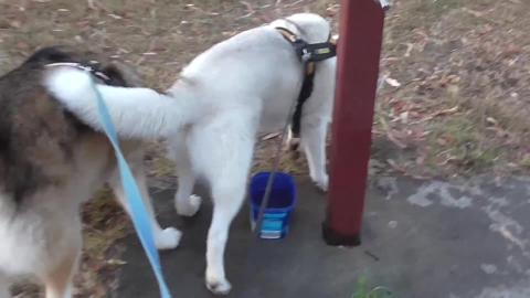 Recycling containers for dogs with a Husky, Malamute