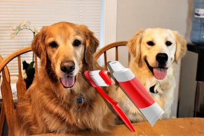 Funny Golden Retriever Dogs Get Teeth Brushed!