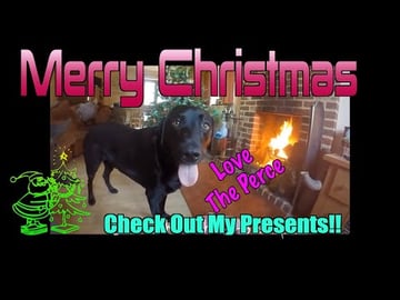 Percy the Labrador chillaxing at Christmas