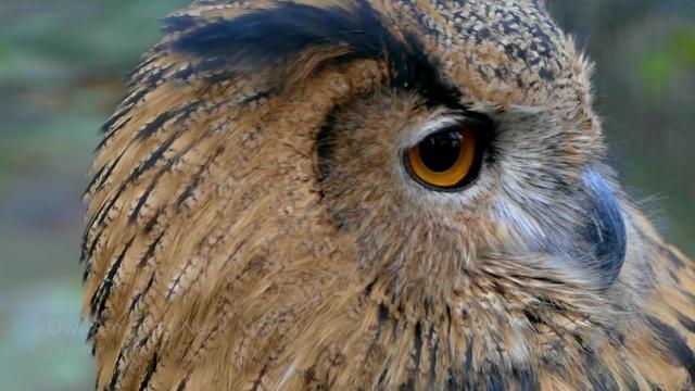 Owl Amazing Neck Moves (shorts)