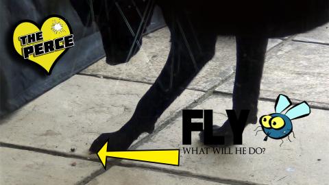 Puppy Meets a Fly for the 1st Time