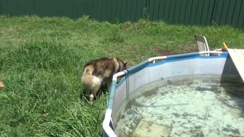 Husky house gets free electricity, finally