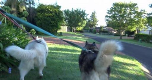 Mack, Golden Retriever & neighbour girls