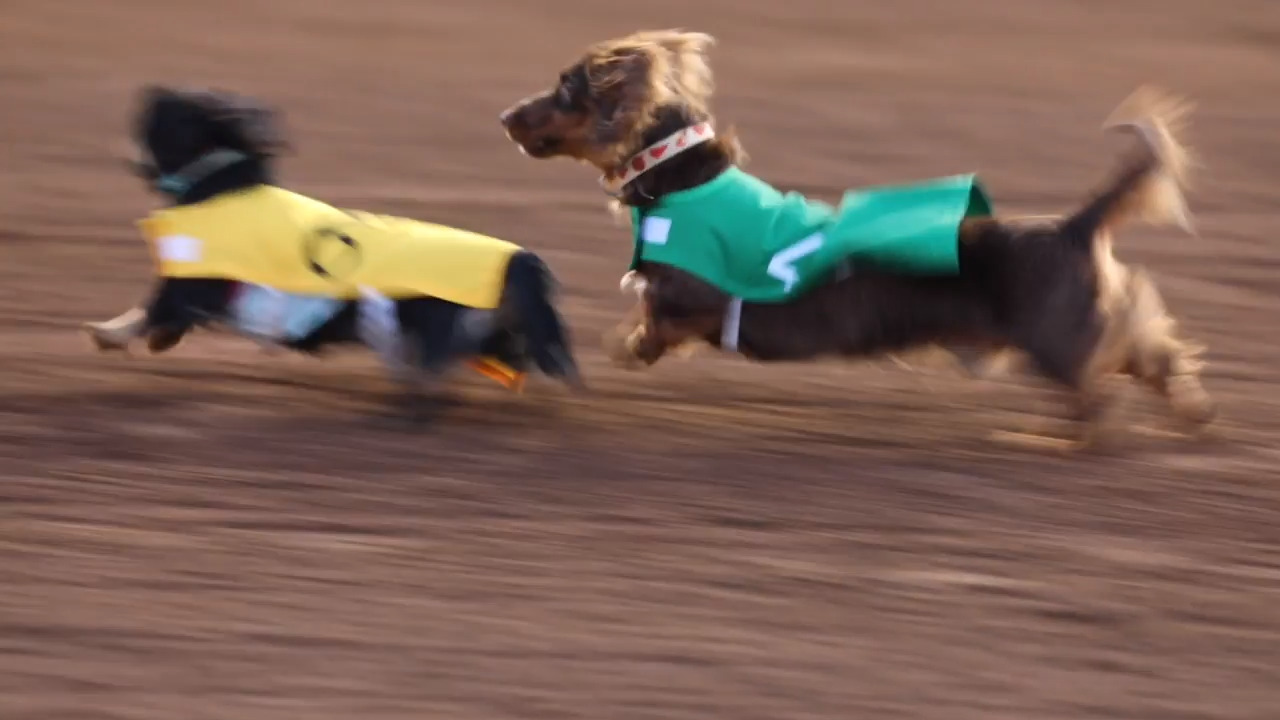 Wiener Dog Races at Lexington's Red Mile harness track Bellingham Herald