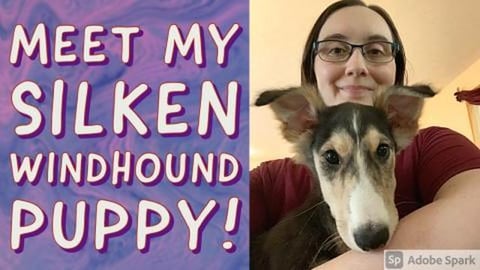Meet My Silken Windhound Puppy