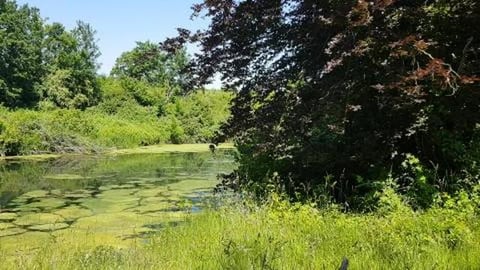 found a new park in the middle of the city 