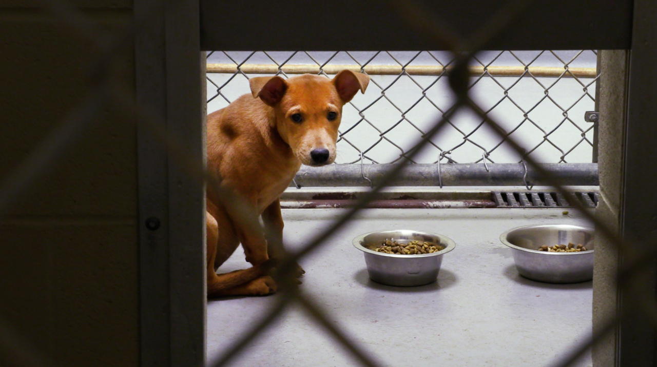 Overcrowded Columbus, GA animal shelter killed 20 dogs | Columbus  Ledger-Enquirer