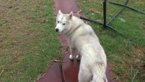 The rains are here & husky's love it