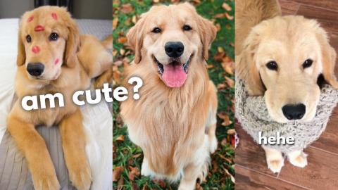 My Dog Gets All The Ladies