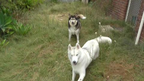 Something is fishy today with Malamute and Husky
