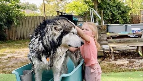 Incredible! She Bathed Giant Malamute And He Lived #alask...