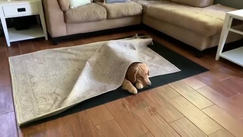 My Dog Has a Family Reunion Party!