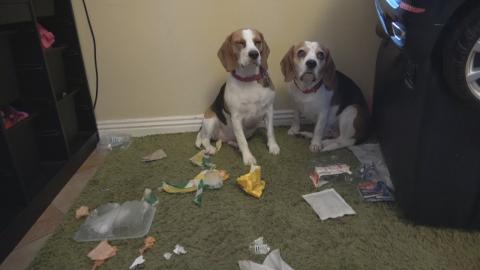 Who Did This Mess! - Which Dog is Guilty??
