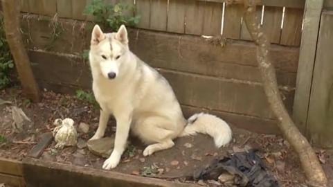 Blowing a husky & malamute