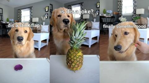 My Dog Reviews Food | Tucker Taste Test Compilation 3