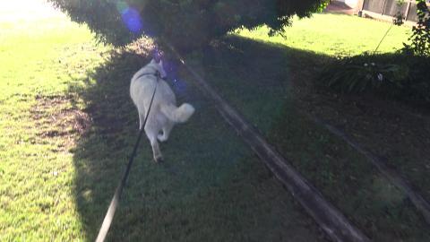 Long long walk for old Husky who just kept walking