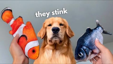 My Dog Reacts to Floppy Fish