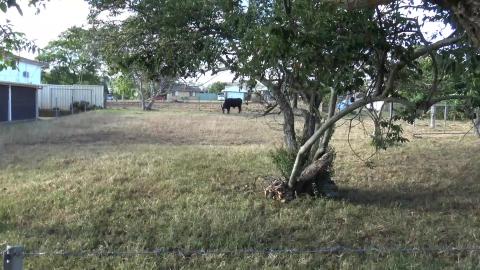 Look what we have in our street, curious Husky's