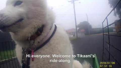 Old Husky rolls on our walks