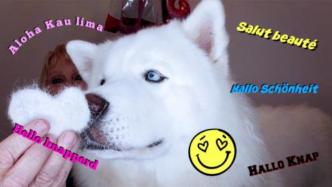Husky Meets Wolf Dog | Says Hello Handsome In Multiple La...
