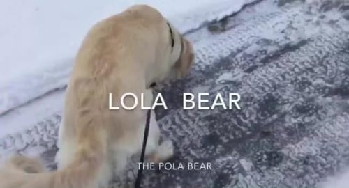 A winter walk with Lola Bear across the Frozen Tundra 