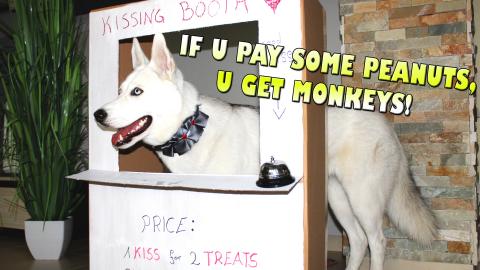 Kissing Booth! My Dog runs her own Business | Cute and Fu...