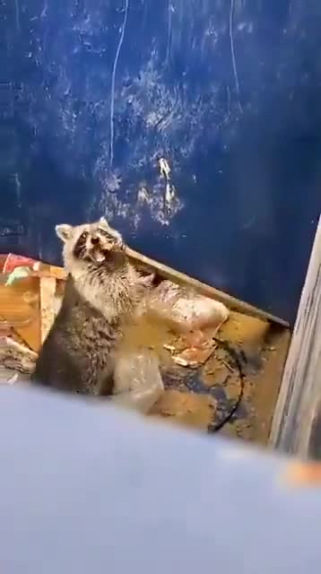 Raccoon uses piece of wood to get out of a dumpster
