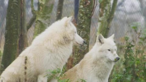 Animal camera | white wolves couple enjoying the landscap...