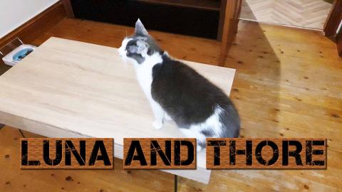 Short Tail Kitten Finally Decides To Explore Inside My Ho...