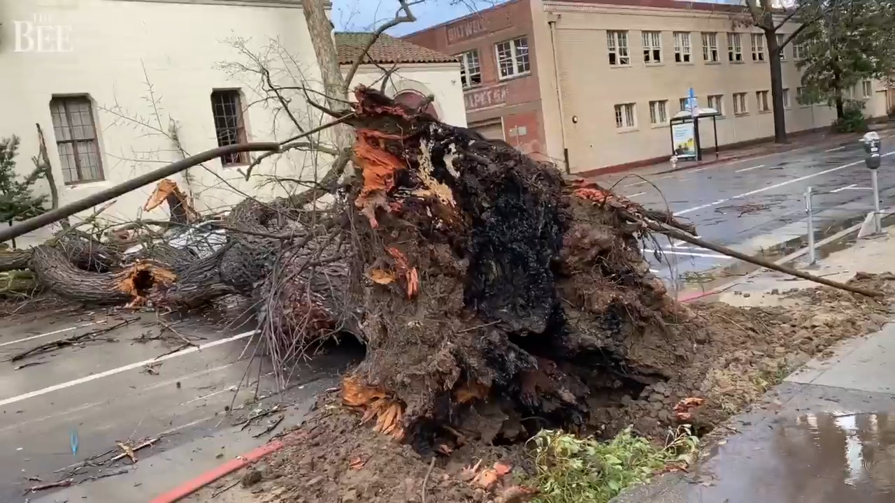 CA weather update Trees fall all over Sacramento in wind Sacramento Bee